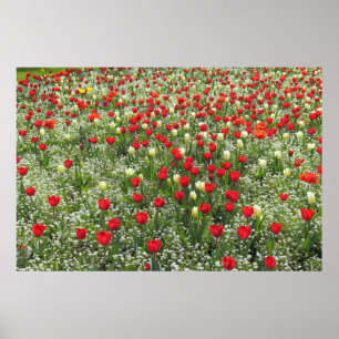 Tulips i bed poster