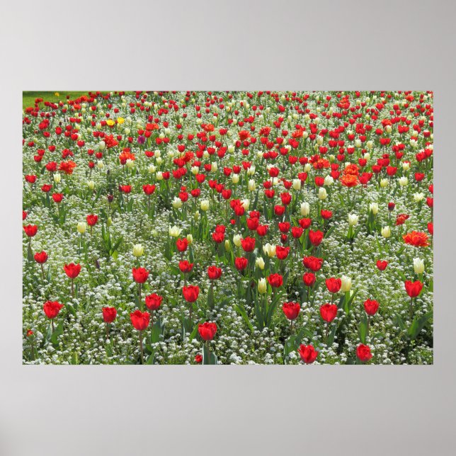 Tulips i bed poster (Framsidan)