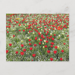 Tulips i bed vykort