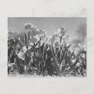 Tulips i blomning vykort