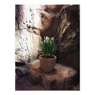 Tulips i en Grotto Fototryck