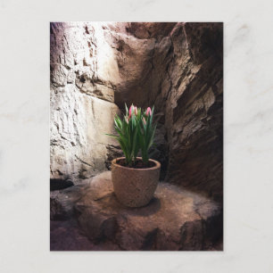 Tulips i en Grotto Vykort
