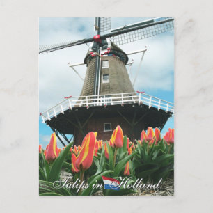 Tulips i Holland vycard Vykort