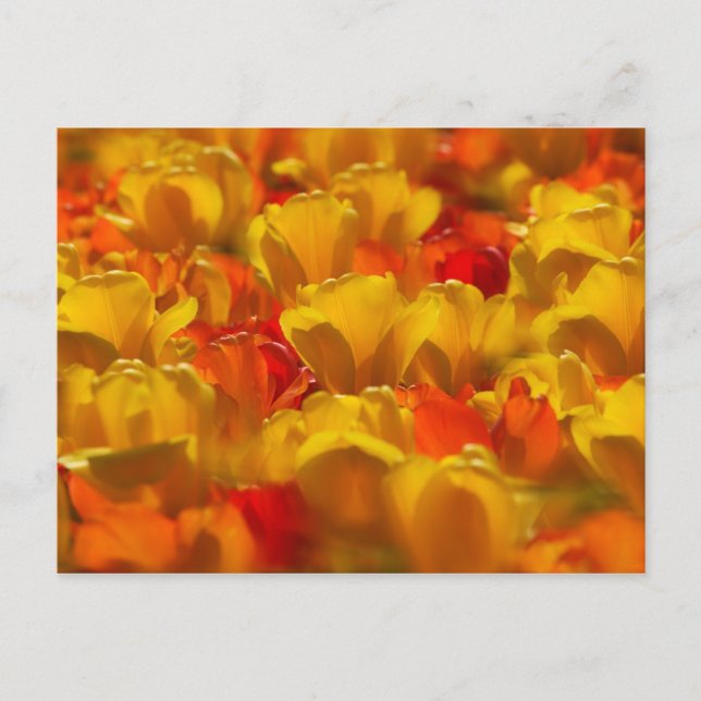 Tulips i Keukenhof Gardens, Amsterdam, 2 Vykort (Framsida)