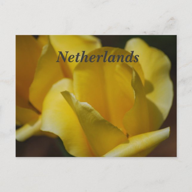 Tulips i Nederländerna Vykort (Framsida)