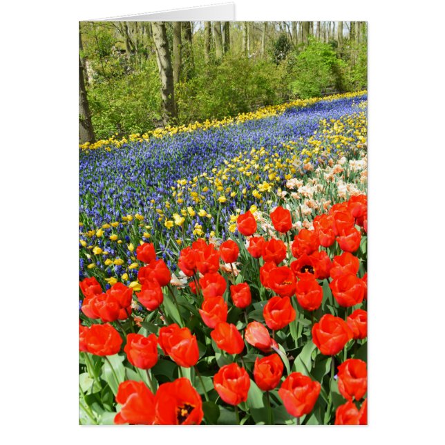 Tulips i skogsmark hälsningskort (Framsidan)