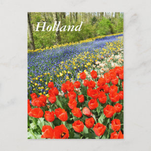 Tulips i skogsmark vykort