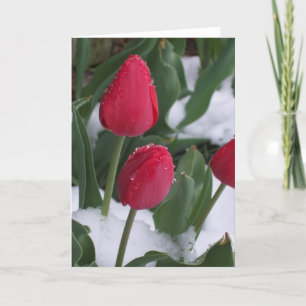 Tulips i snö kort