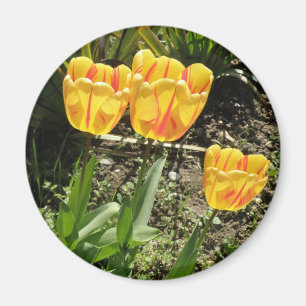 Tulips i sol Magnet
