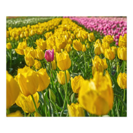 Tulips i vår fototryck