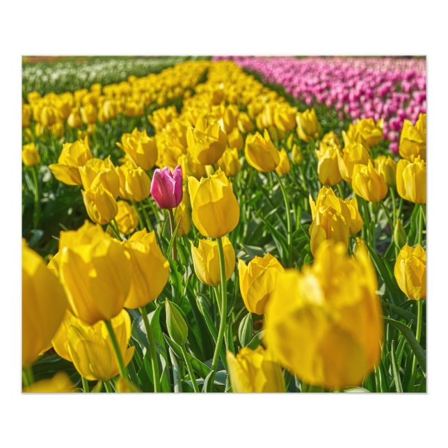 Tulips i vår fototryck (Framsidan)