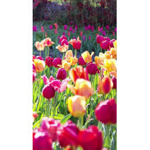 Tulips i Vår