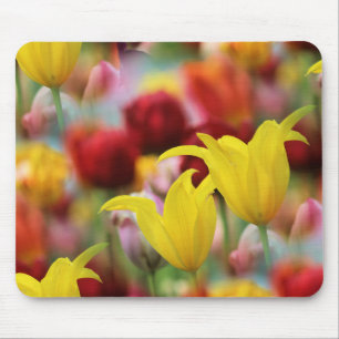 Tulips i Vår Musmatta