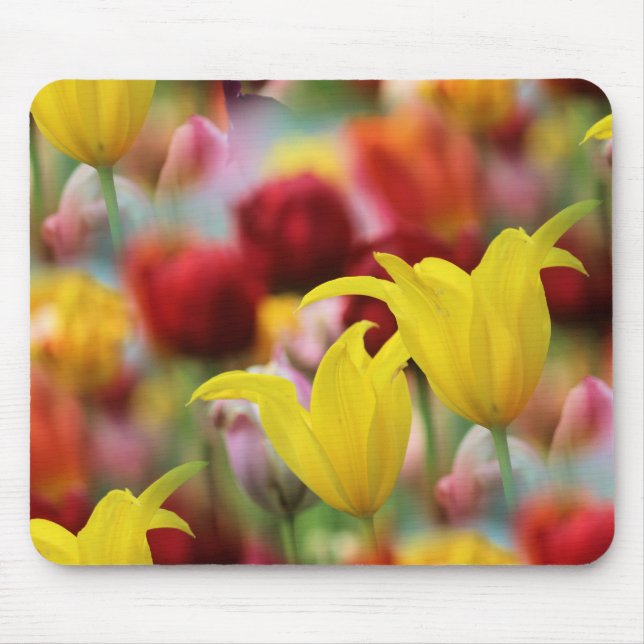 Tulips i Vår Musmatta (Framsidan)
