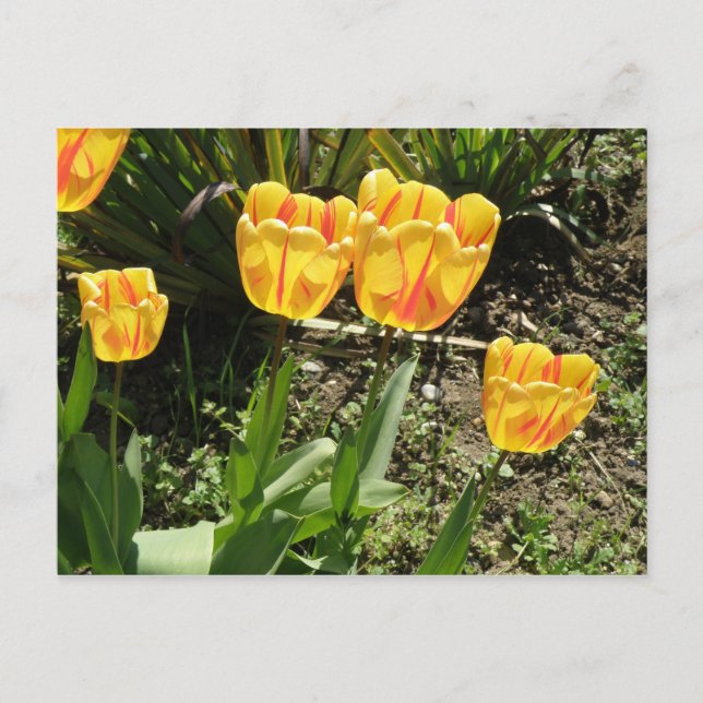 Tulips i vykort sol (Framsida)