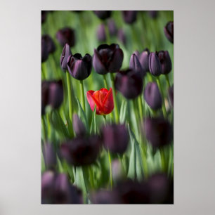 Tulips in Keukenhof Gardens, Amsterdam Poster