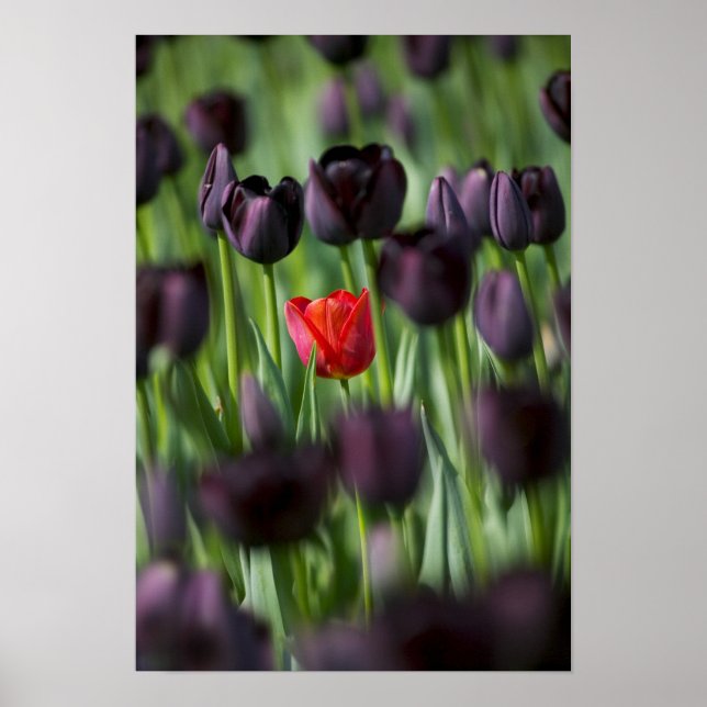 Tulips in Keukenhof Gardens, Amsterdam Poster (Framsidan)