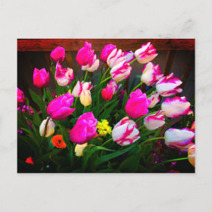 Tulips juldröm och Affaire #1-vykort Vykort