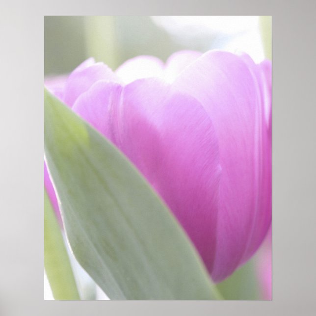 Tulips, Keukenhoff Gardens, Nederländerna. 2 Poster (Framsidan)
