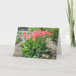 Tulips kommer snabbt kort