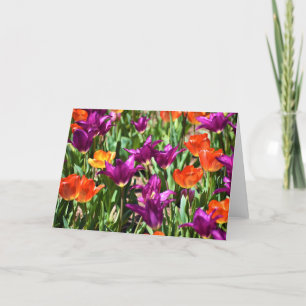 Tulips, kort