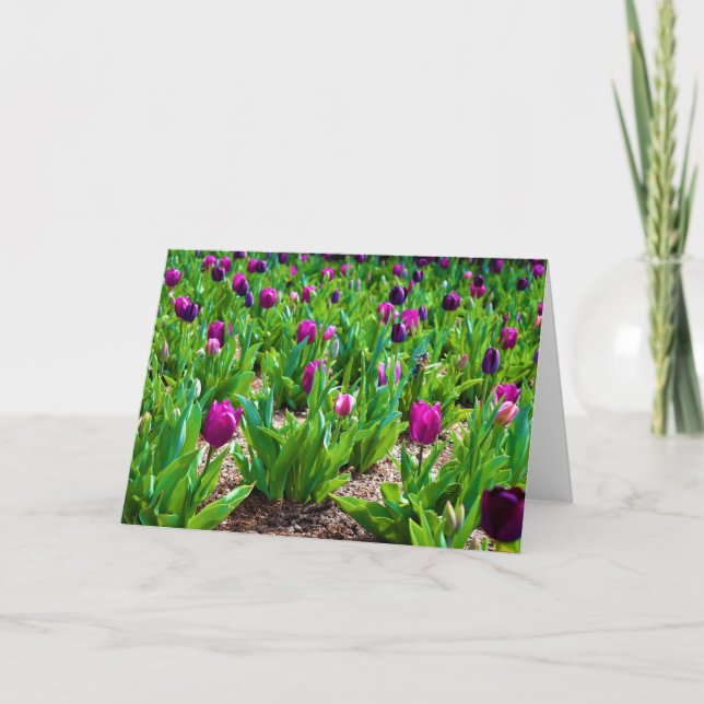 Tulips, kort (Framsida)