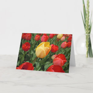 TULIPS KORT