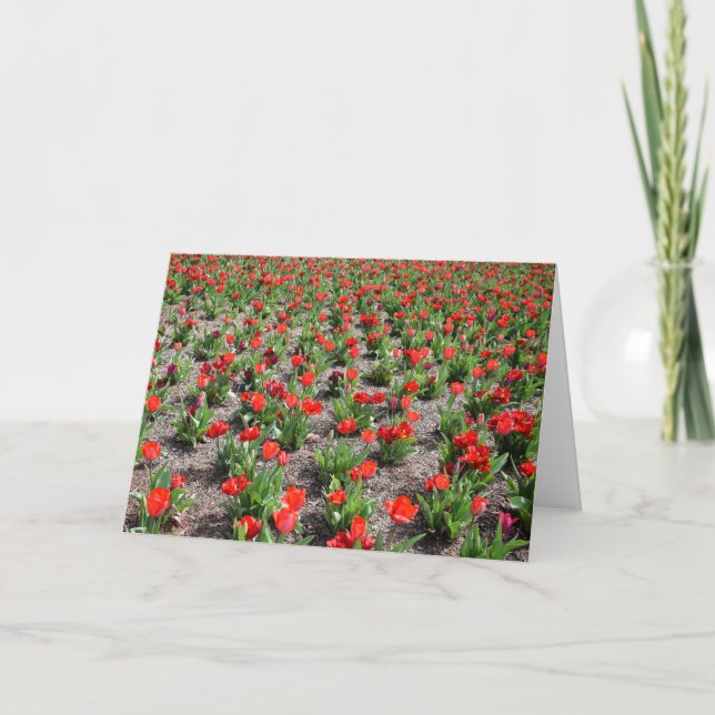 Tulips, kort (Framsida)
