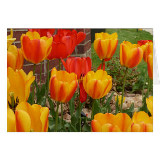 Tulips-kort vår hälsningskort