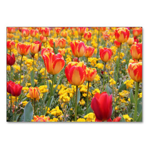 Tulips, ljus och färglös gult och rött bordsnummer