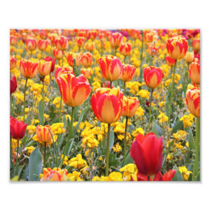 Tulips, ljus och färglös gult och rött fototryck