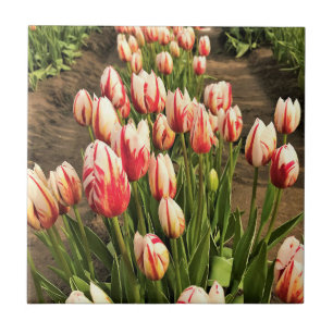 Tulips lycklig Generation Kakelplatta