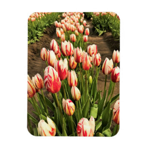 Tulips lycklig Generation Magnet