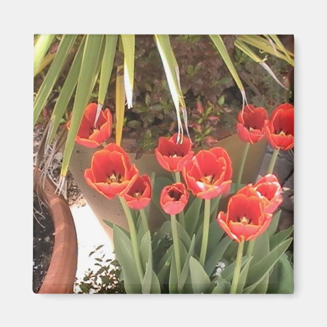 Tulips Magnet (Framsidan)