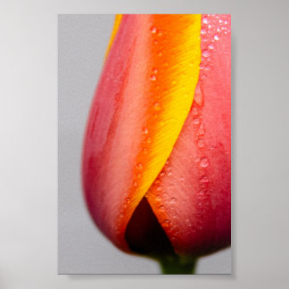 Tulips med regndroppar poster