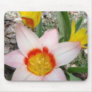 TULIPS MUSMATTOR Rosa Tulpan Blommor MUS MATTA