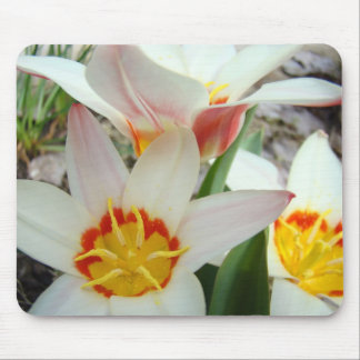 TULIPS MUSMATTOR Vita Tulpanblommor MUSMATTA