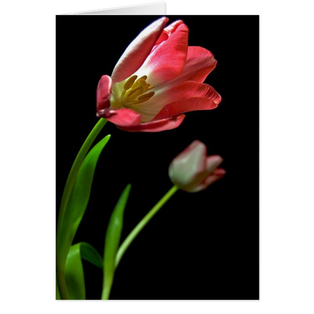 Tulip's OBS Kort (Framsidan)