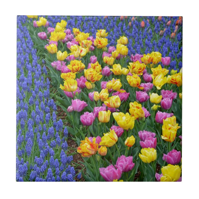Tulips- och blåklockor-blomsterträdgård kakelplatta (Framsidan)