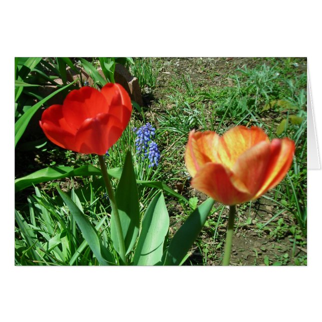 Tulips och Muscari OBS Kort (Framsidan Horizontal)
