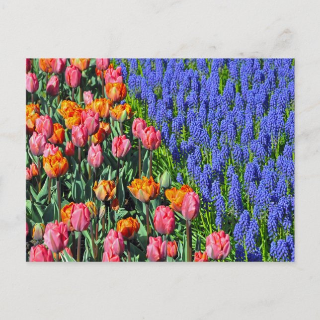 Tulips- och muskarmiblommor vykort (Framsida)