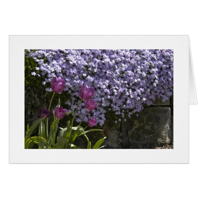 Tulips och Phlox Hälsningskort (Framsidan Horizontal)