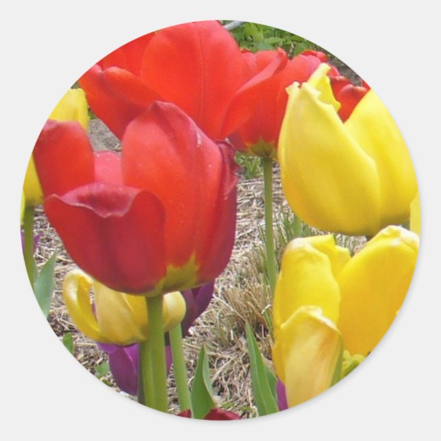 Tulips of Summer Sticker Runt Klistermärke (Framsida)