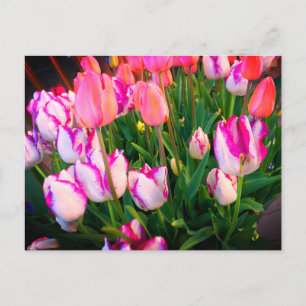 Tulips Peace Flame & Affaire #2-vykort Vykort