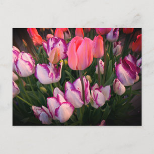Tulips Peace Flame & Affaire-vykort Vykort