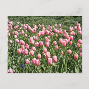 TULIPS-PLATSER VYKORT