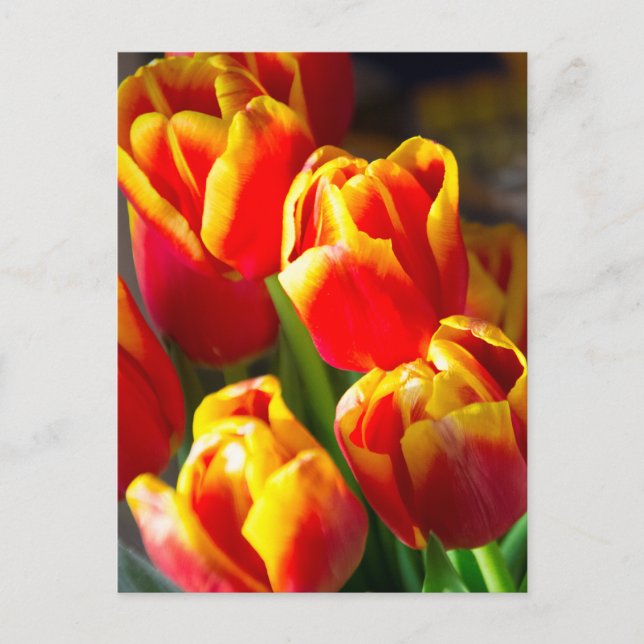 Tulips postcard vykort (Framsida)