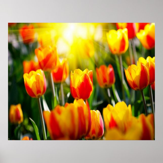 Tulips Poster (Framsidan)