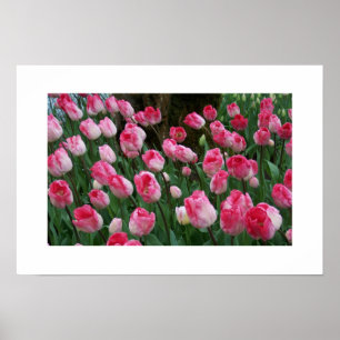 Tulips Poster