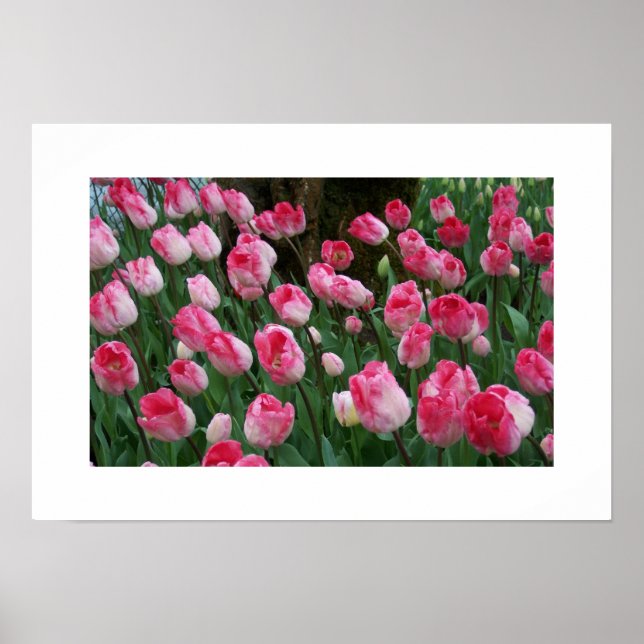 Tulips Poster (Framsidan)